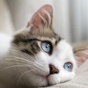 Meet your Posher, Kinley